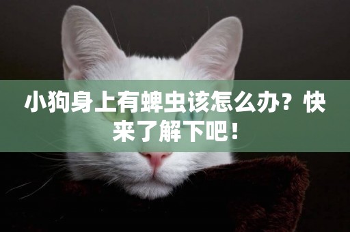 小狗身上有蜱蟲該怎么辦？快來了解下吧！