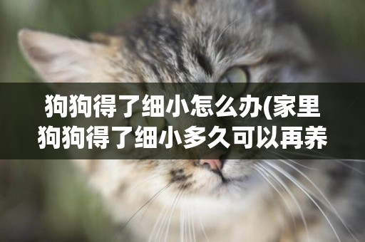 狗狗得了細小怎么辦(家里狗狗得了細小多久可以再養一只) 