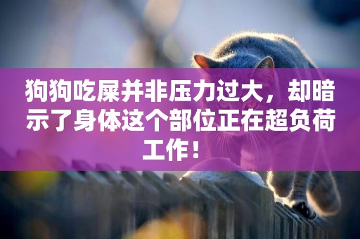 狗狗吃屎并非壓力過大，卻暗示了身體這個部位正在超負荷工作！ 