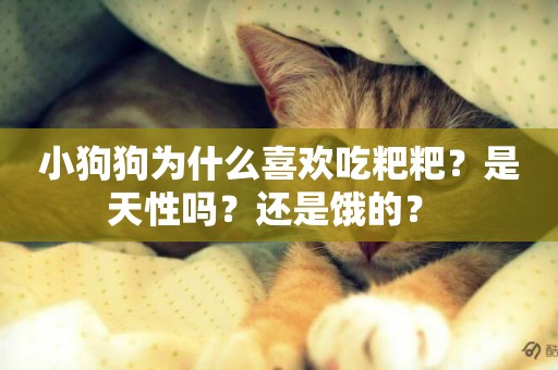 小狗狗為什么喜歡吃粑粑？是天性嗎？還是餓的？ 