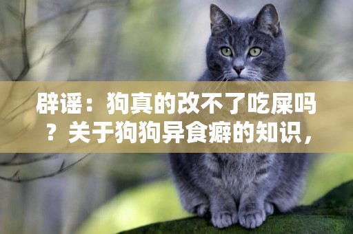 辟謠：狗真的改不了吃屎嗎？關于狗狗異食癖的知識，主人知多少 