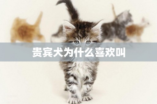貴賓犬為什么喜歡叫