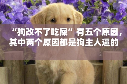 “狗改不了吃屎”有五個原因，其中兩個原因都是狗主人逼的 