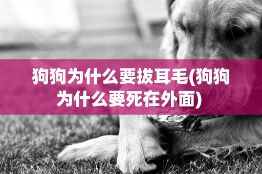 狗狗為什么要拔耳毛(狗狗為什么要死在外面) 