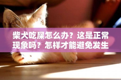 柴犬吃屎怎么辦？這是正常現象嗎？怎樣才能避免發生這種事情呢？ 
