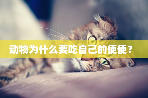 動物為什么要吃自己的便便？ 