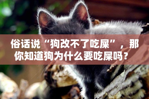 俗話說“狗改不了吃屎”，那你知道狗為什么要吃屎嗎？ 
