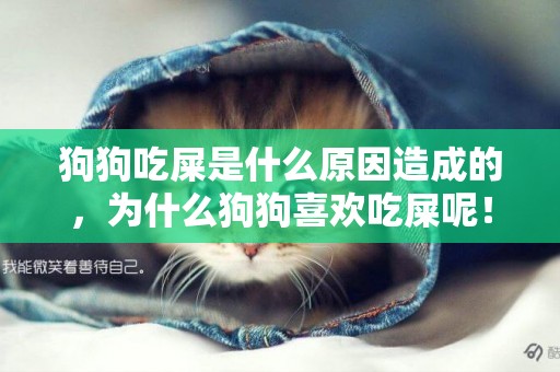 狗狗吃屎是什么原因造成的，為什么狗狗喜歡吃屎呢！ 