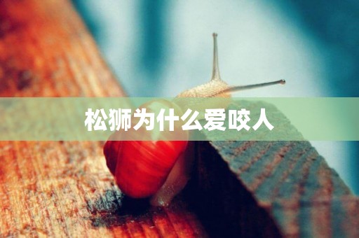松獅為什么愛咬人