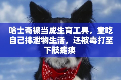 哈士奇被當成生育工具，靠吃自己排泄物生活，還被毒打至下肢癱瘓 
