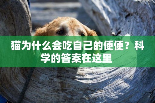 貓為什么會吃自己的便便？科學的答案在這里 