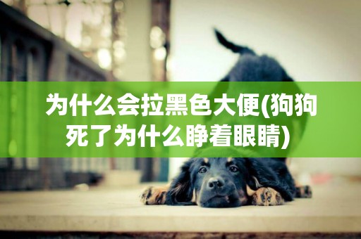 為什么會拉黑色大便(狗狗死了為什么睜著眼睛) 