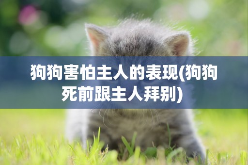 狗狗害怕主人的表現(狗狗死前跟主人拜別) 