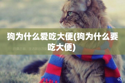 狗為什么愛吃大便(狗為什么要吃大便) 