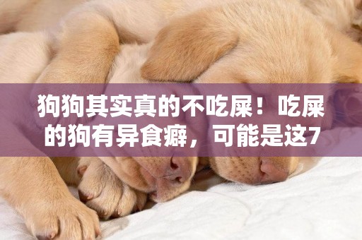 狗狗其實真的不吃屎！吃屎的狗有異食癖，可能是這7種原因導致。 