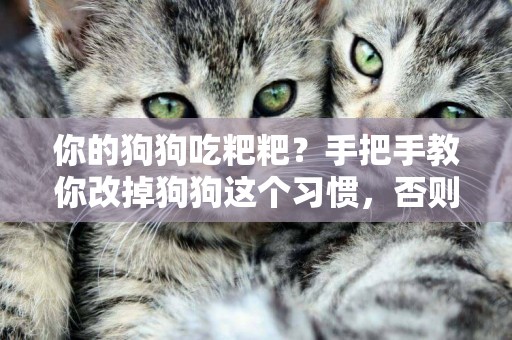 你的狗狗吃粑粑？手把手教你改掉狗狗這個習慣，否則后患無窮 