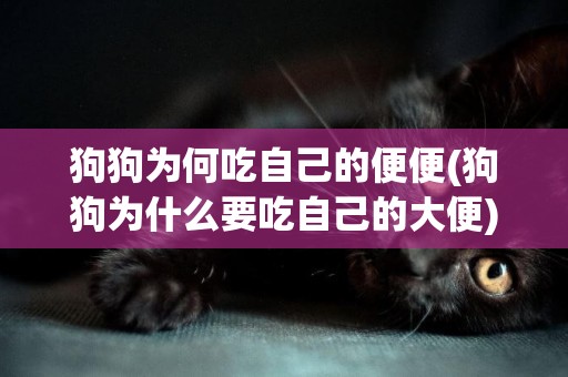 狗狗為何吃自己的便便(狗狗為什么要吃自己的大便) 