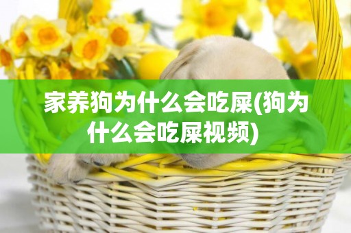 家養狗為什么會吃屎(狗為什么會吃屎視頻) 