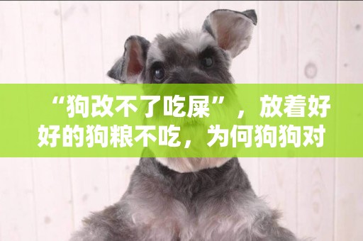 “狗改不了吃屎”，放著好好的狗糧不吃，為何狗狗對屎情有獨鐘？ 