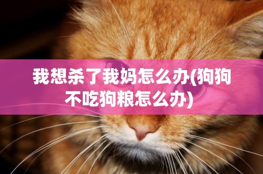 我想殺了我媽怎么辦(狗狗不吃狗糧怎么辦) 
