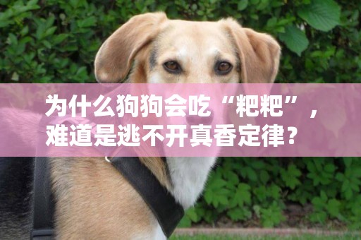 為什么狗狗會吃“粑粑”，難道是逃不開真香定律？ 