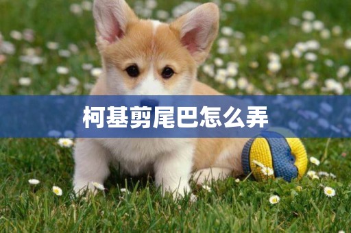 柯基剪尾巴怎么弄