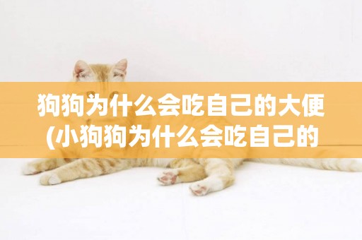 狗狗為什么會吃自己的大便(小狗狗為什么會吃自己的大便) 