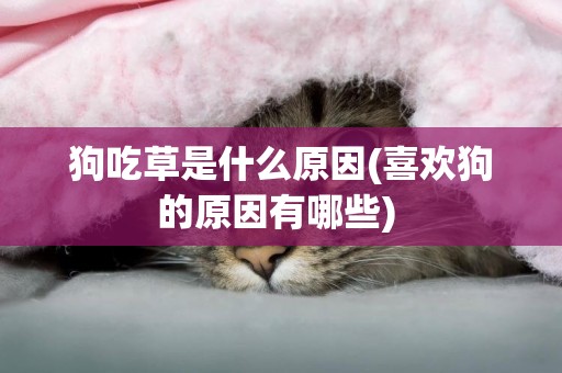狗吃草是什么原因(喜歡狗的原因有哪些) 
