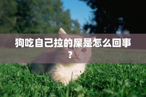 狗吃自己拉的屎是怎么回事？ 