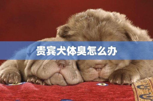 貴賓犬體臭怎么辦