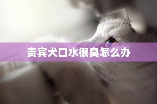 貴賓犬口水很臭怎么辦