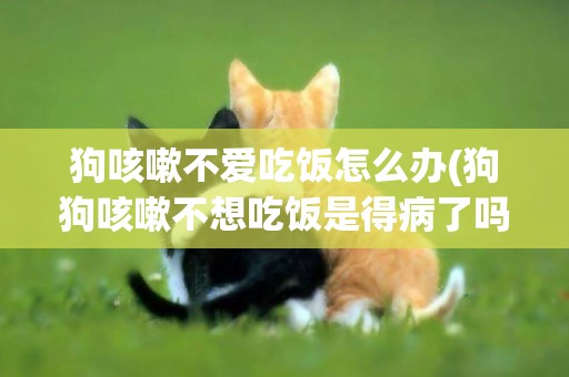 狗咳嗽不愛吃飯怎么辦(狗狗咳嗽不想吃飯是得病了嗎?) 