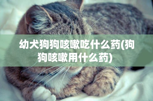 幼犬狗狗咳嗽吃什么藥(狗狗咳嗽用什么藥) 