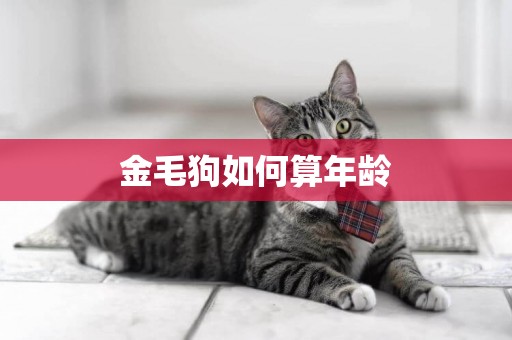 金毛狗如何算年齡