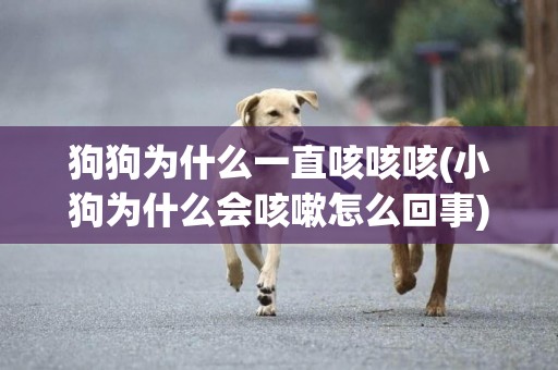狗狗為什么一直咳咳咳(小狗為什么會咳嗽怎么回事) 