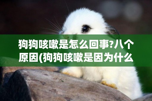 狗狗咳嗽是怎么回事?八個原因(狗狗咳嗽是因為什么原因) 