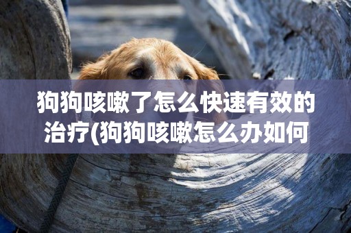 狗狗咳嗽了怎么快速有效的治療(狗狗咳嗽怎么辦如何治療) 