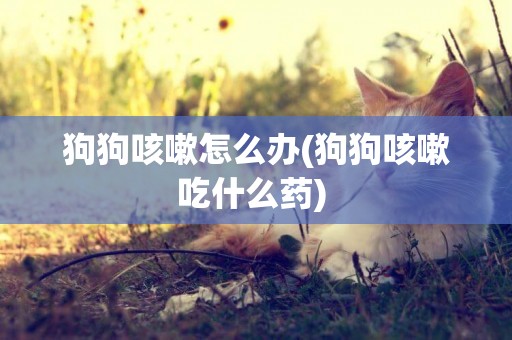 狗狗咳嗽怎么辦(狗狗咳嗽吃什么藥) 