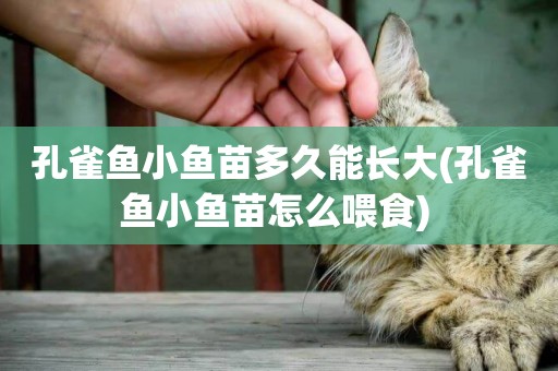 孔雀魚小魚苗多久能長大(孔雀魚小魚苗怎么喂食) 