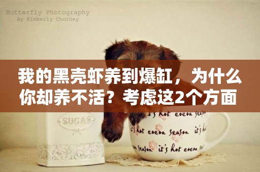 我的黑殼蝦養到爆缸，為什么你卻養不活？考慮這2個方面 
