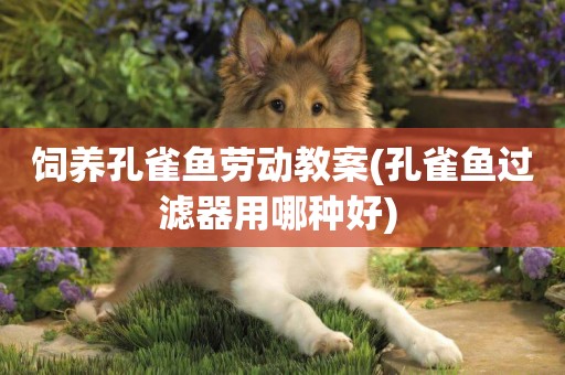 飼養孔雀魚勞動教案(孔雀魚過濾器用哪種好) 