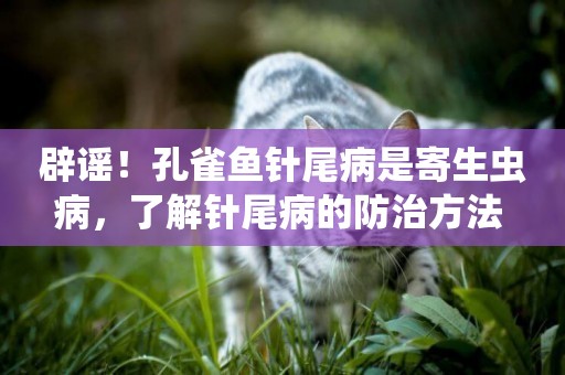 辟謠！孔雀魚針尾病是寄生蟲病，了解針尾病的防治方法 