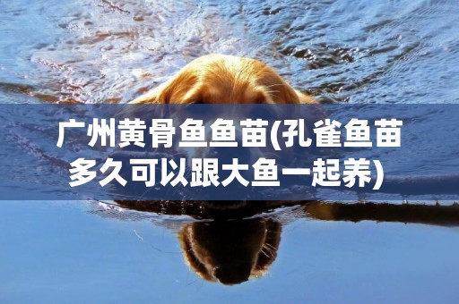 廣州黃骨魚魚苗(孔雀魚苗多久可以跟大魚一起養) 