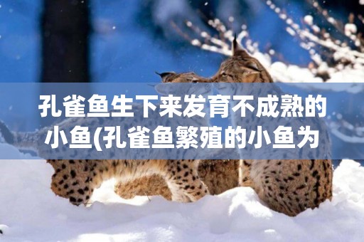 孔雀魚生下來發育不成熟的小魚(孔雀魚繁殖的小魚為什么長不大) 