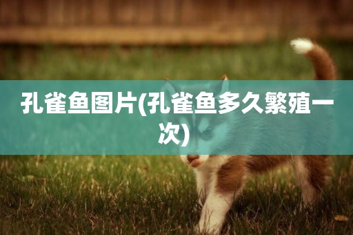 孔雀魚圖片(孔雀魚多久繁殖一次) 