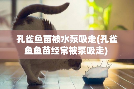 孔雀魚苗被水泵吸走(孔雀魚魚苗經常被泵吸走) 