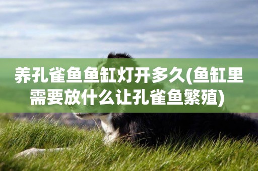 養孔雀魚魚缸燈開多久(魚缸里需要放什么讓孔雀魚繁殖) 
