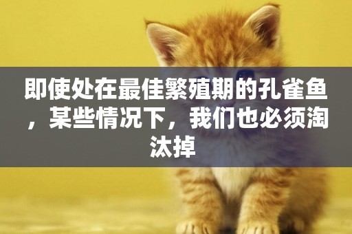 即使處在最佳繁殖期的孔雀魚，某些情況下，我們也必須淘汰掉 