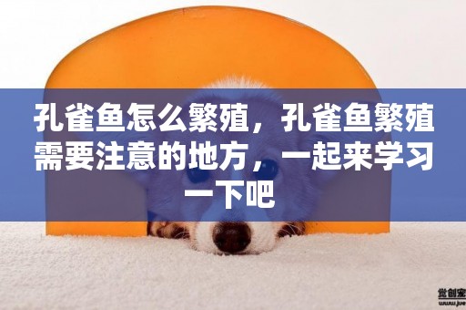 孔雀魚怎么繁殖，孔雀魚繁殖需要注意的地方，一起來學習一下吧 