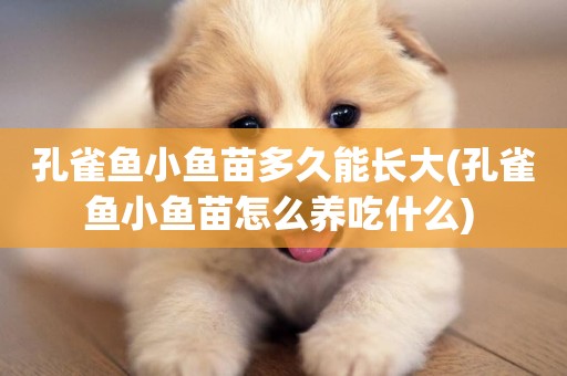 孔雀魚小魚苗多久能長大(孔雀魚小魚苗怎么養吃什么) 